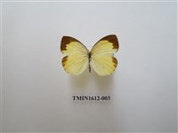 藏品(角翅黃蝶)的圖片